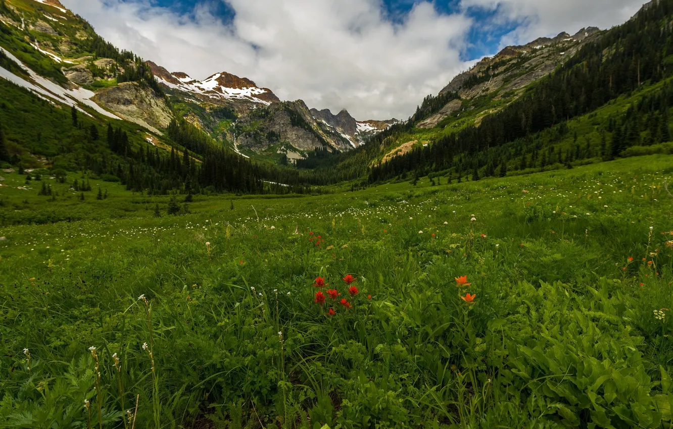 Photo wallpaper greens, landscape, flowers, mountains, nature, beauty, meadow
