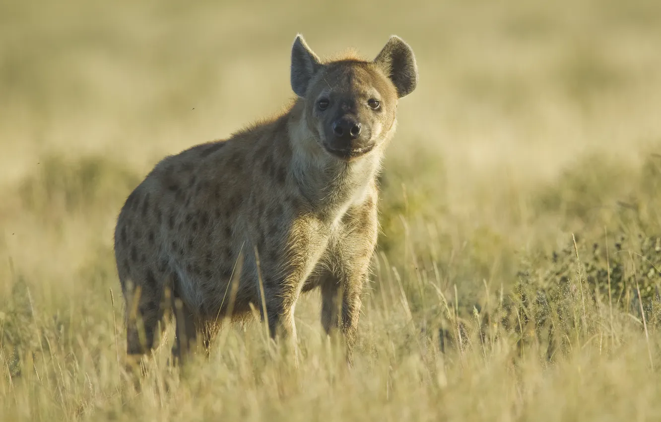 Photo wallpaper calm, space, Savannah, meditation, Namibia, Etosha national Park (Etosha National Park), smetana, consideration
