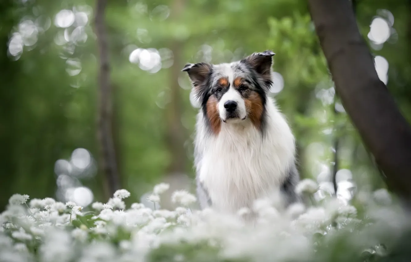 Photo wallpaper nature, each, dog