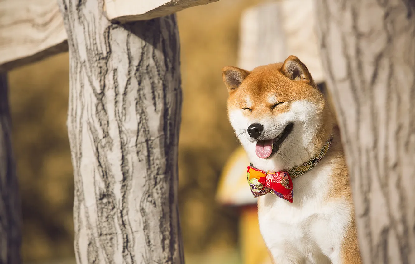 Photo wallpaper language, nature, posts, Board, the fence, dog, face, bokeh