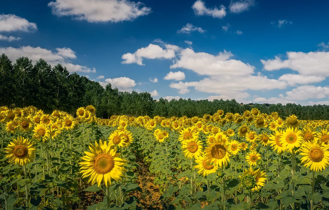 Photo wallpaper field, forest, summer, the sky, clouds, sunflowers, flowers, yellow
