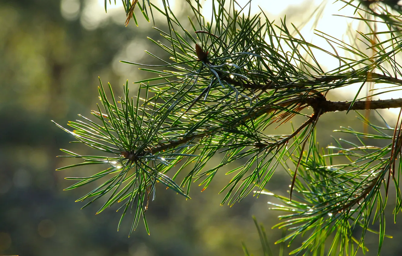 Photo wallpaper green, spruce, twig