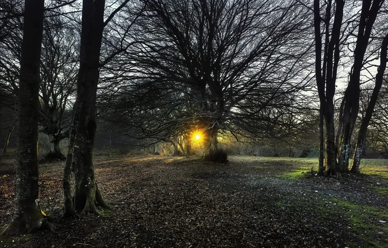 Photo wallpaper forest, light, morning