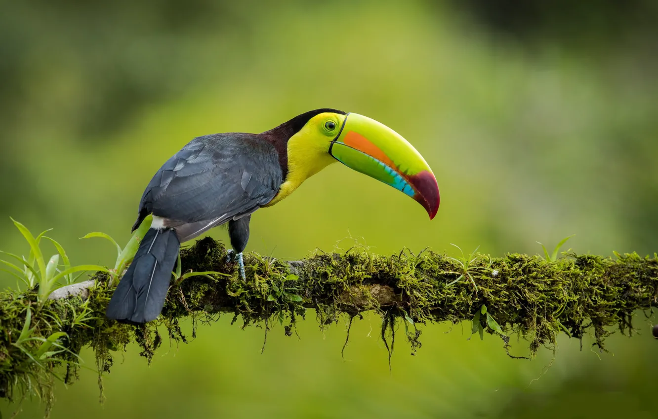Photo wallpaper branches, bird, jungle, Toucan