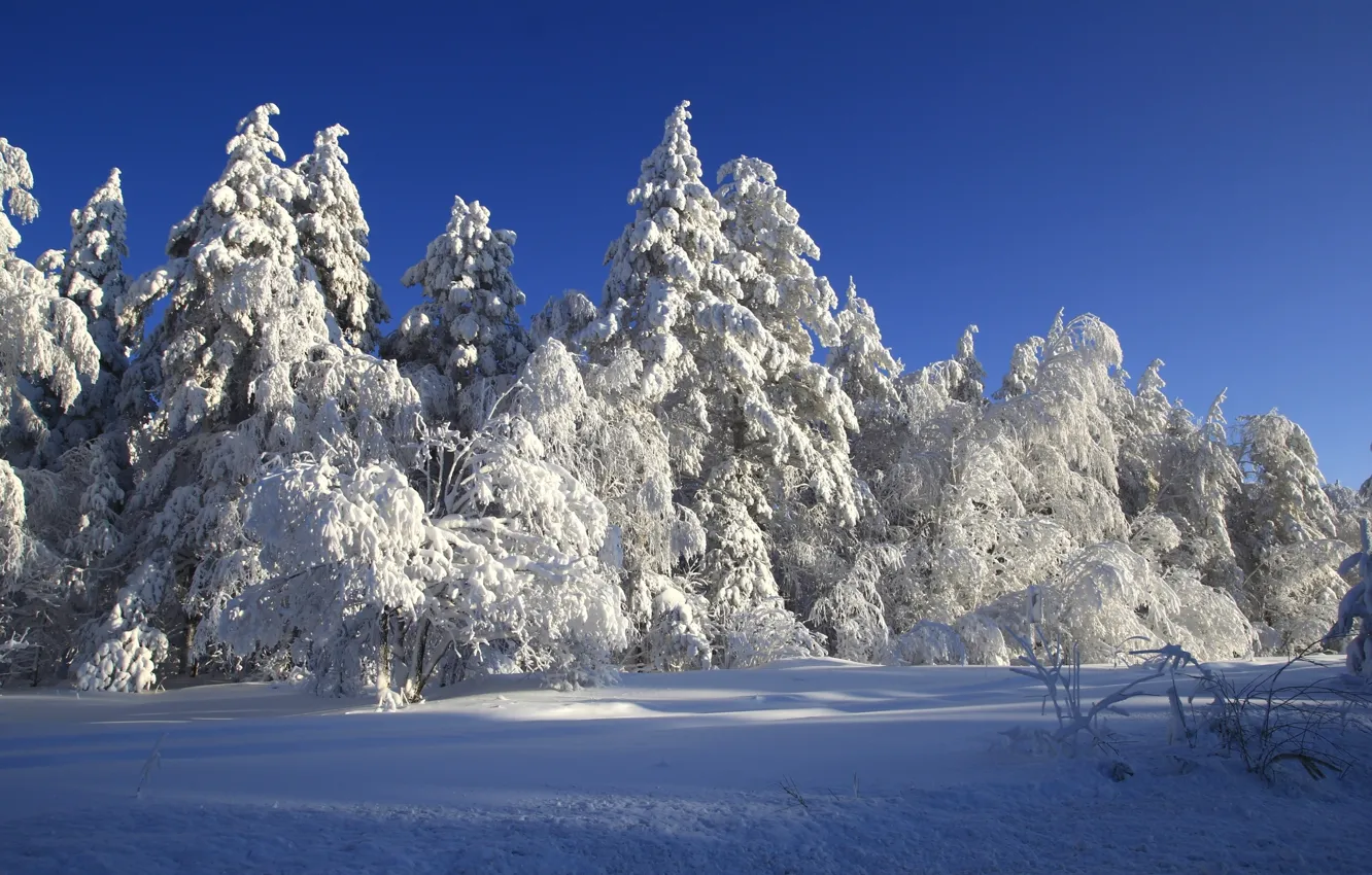 Photo wallpaper winter, snow, trees, tale