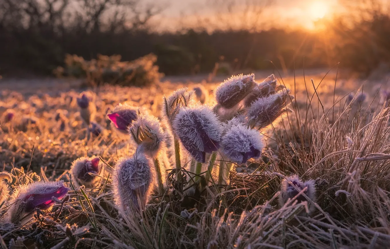 Photo wallpaper frost, morning, anemones, sleep-grass