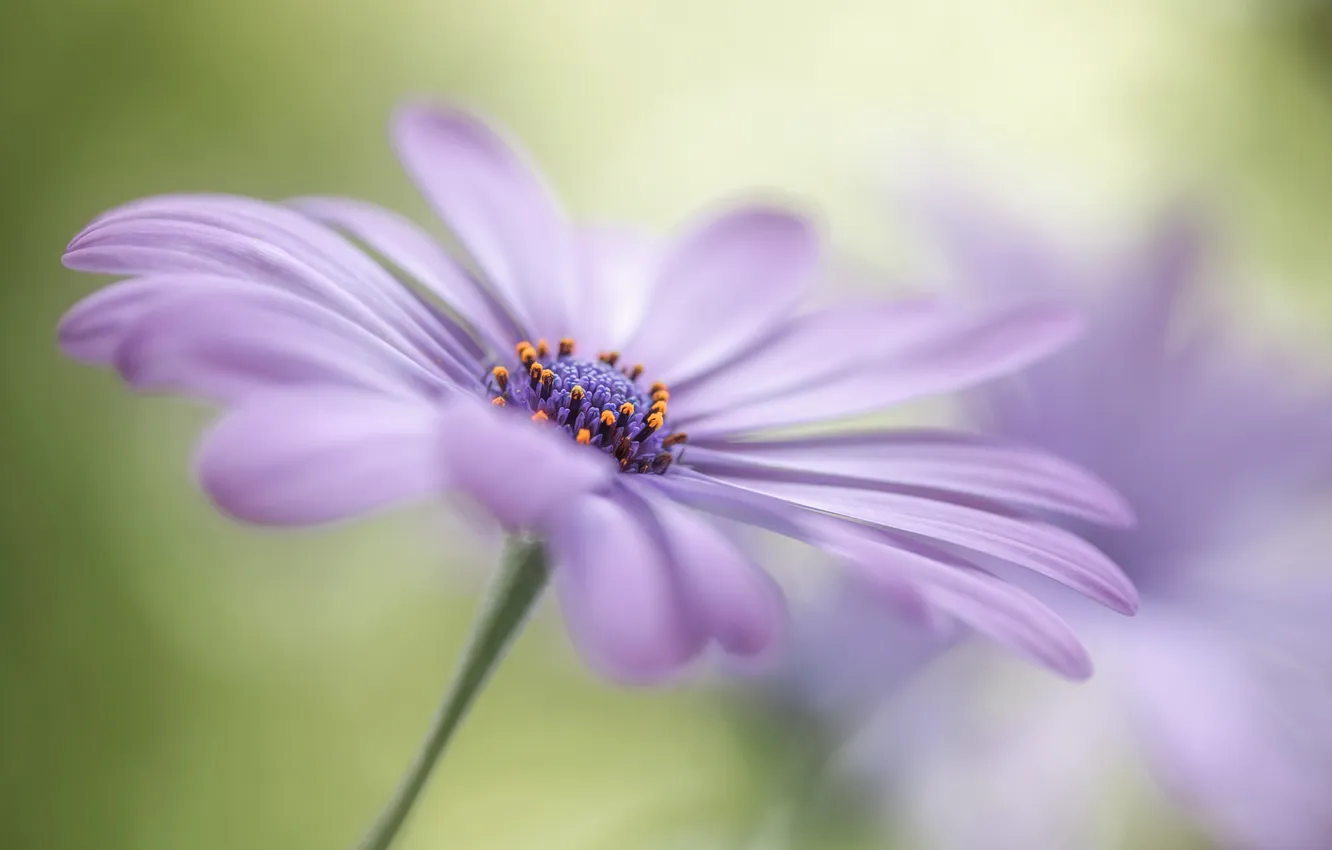 Photo wallpaper field, flowers, petals, meadow