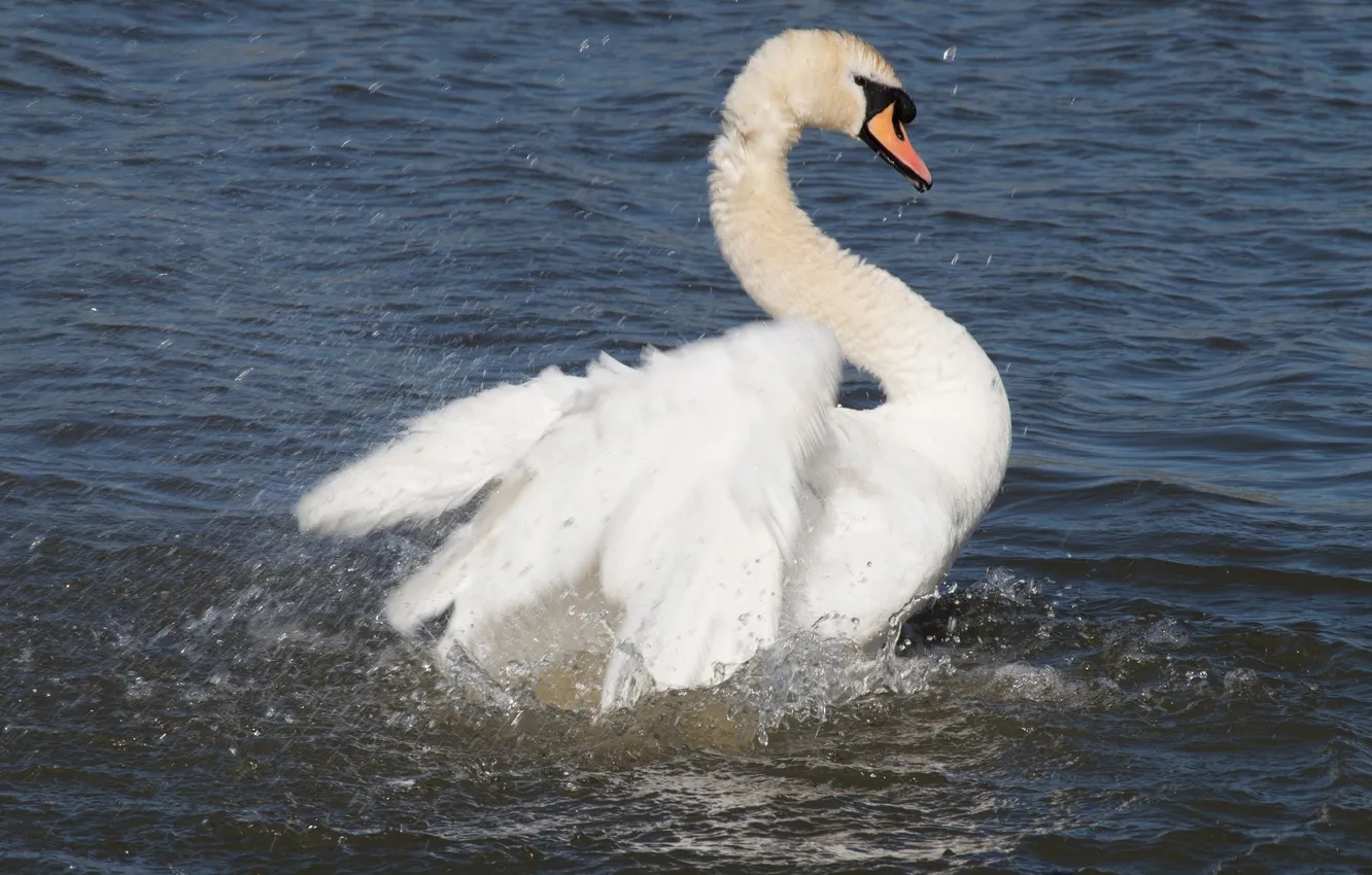 Photo wallpaper white, squirt, wings, grace, swans
