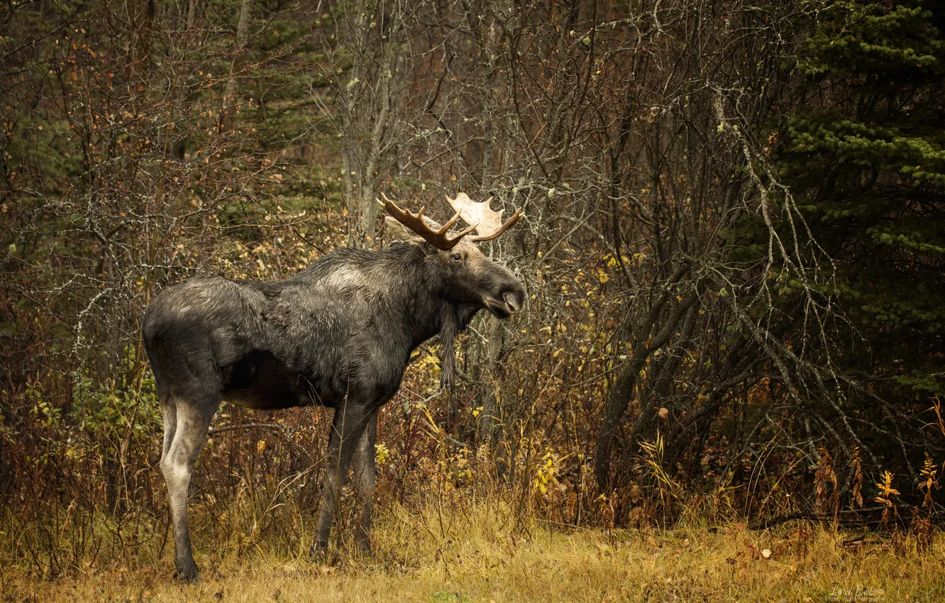 Photo wallpaper nature, background, moose