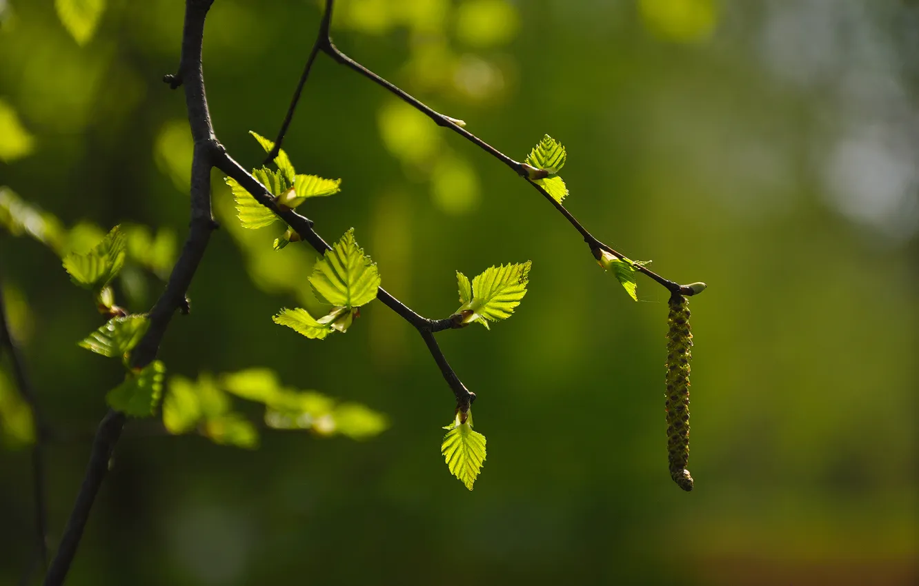 Photo wallpaper leaves, macro, birch