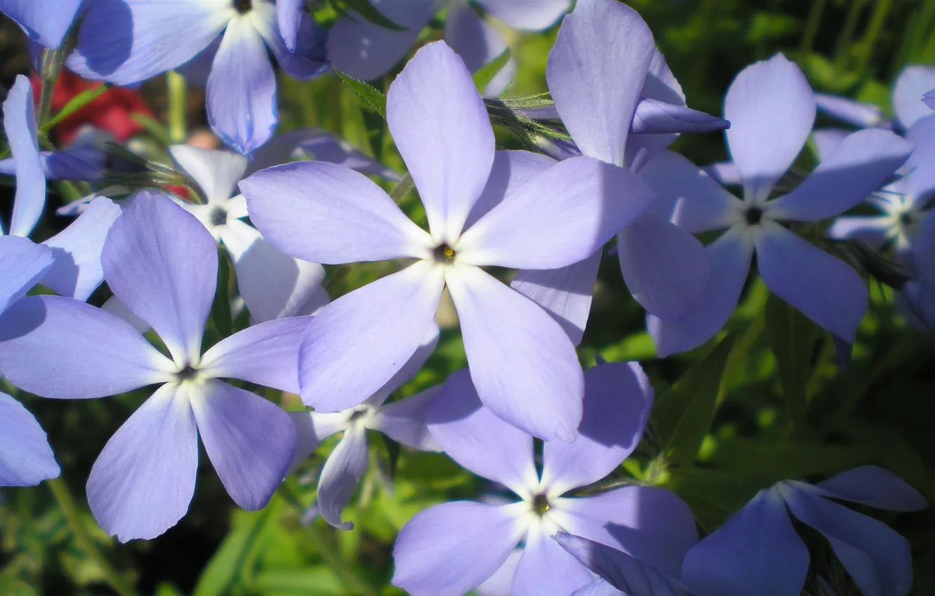 Photo wallpaper flower, flowers, blue