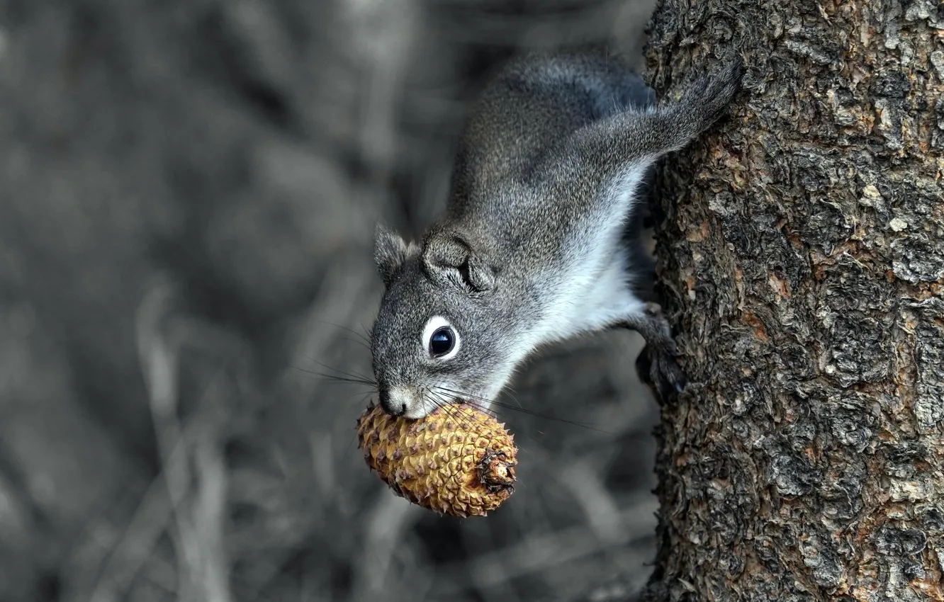 Photo wallpaper trees, pose, grey, protein, monochrome, bumps