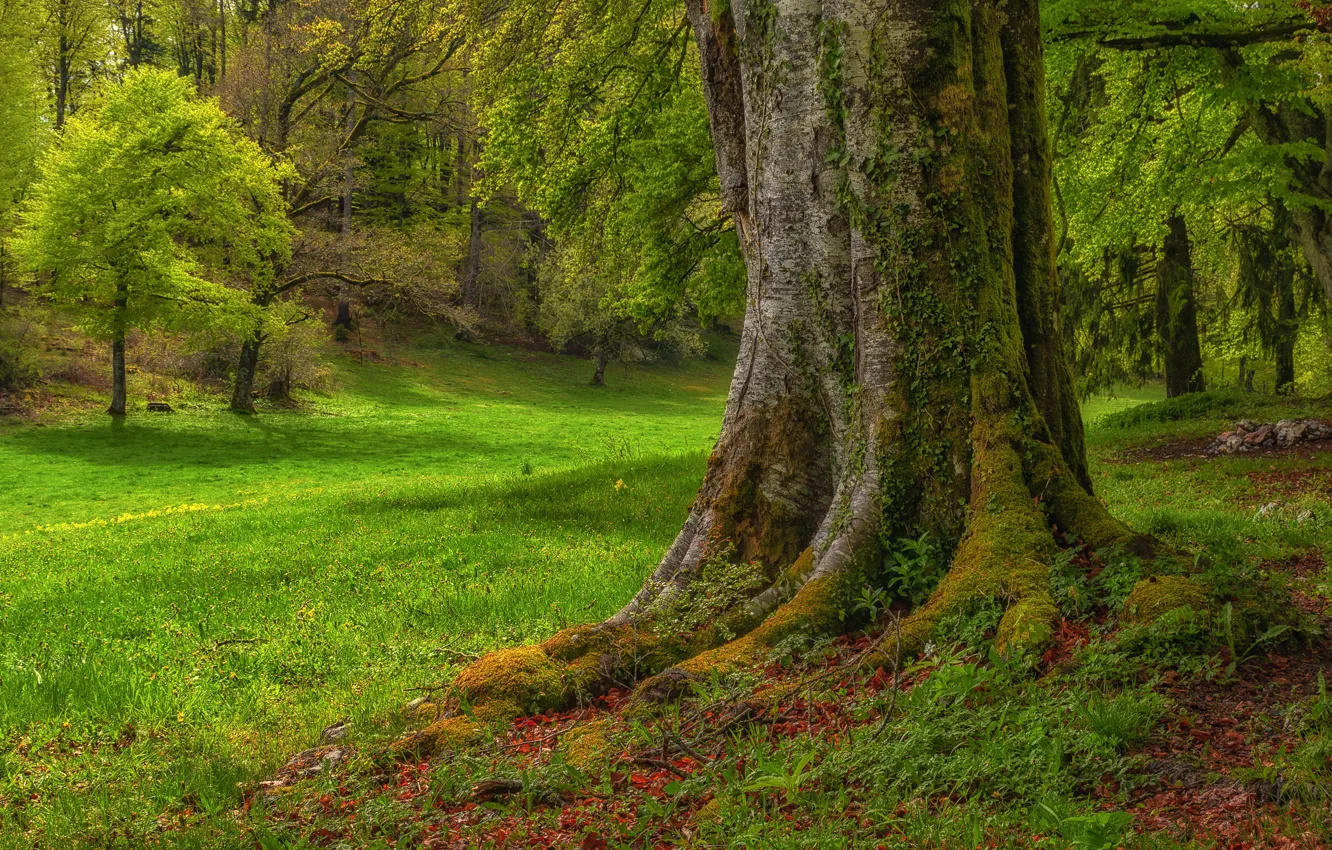 Photo wallpaper greens, summer, grass, trees, roots, Park, branch, glade