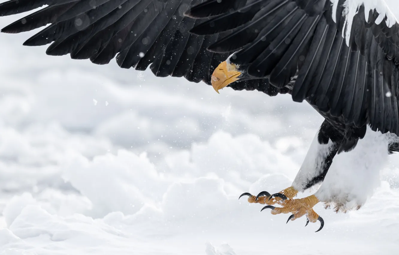 Photo wallpaper ice, Eagle, cold