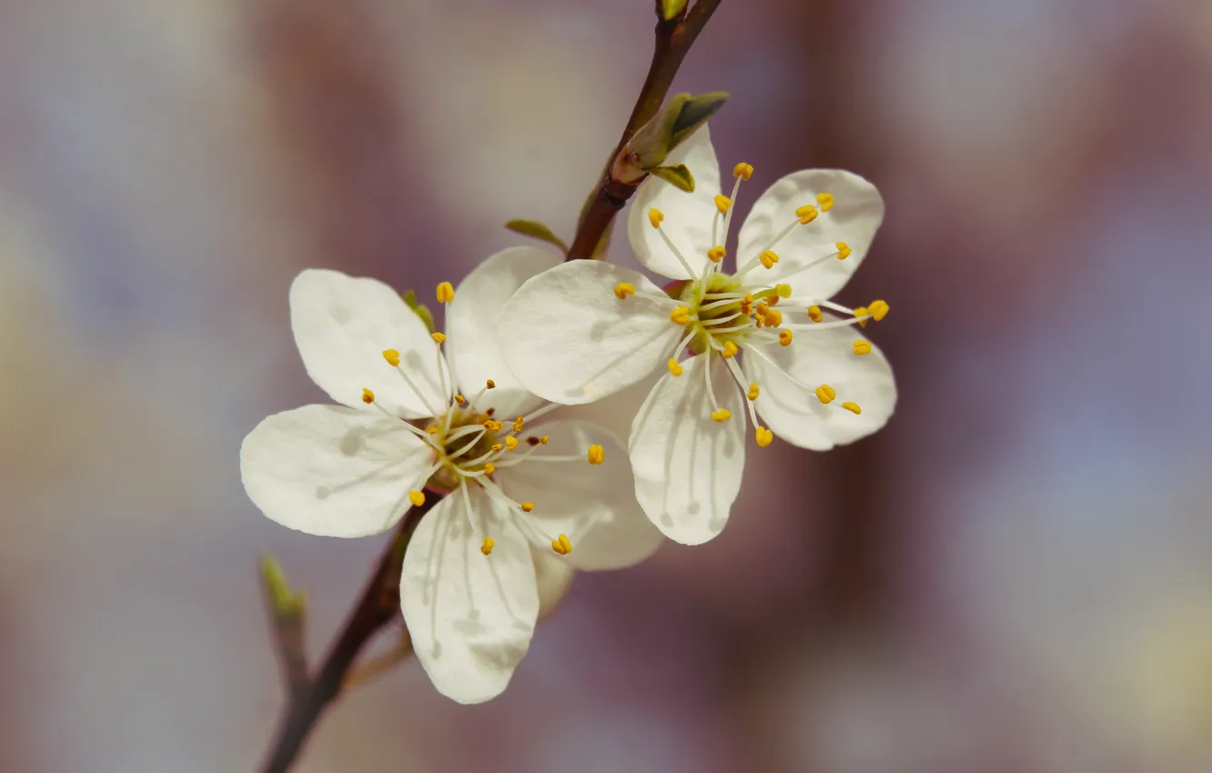 Photo wallpaper white, flower, spring