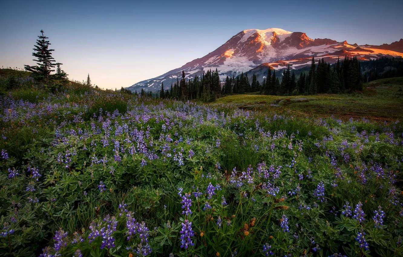 Photo wallpaper forest, flowers, mountains, lupins