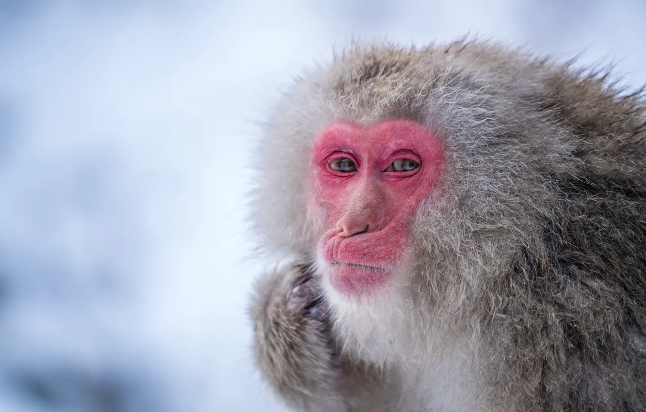 Photo wallpaper winter, look, face, background, portrait, paws, monkey, the expression