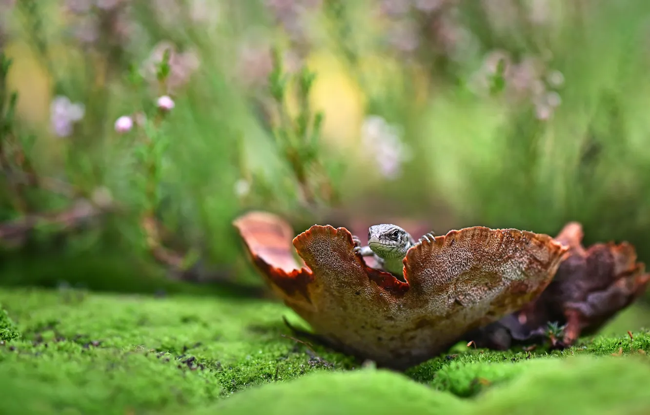 Photo wallpaper glade, lizard, Peeps