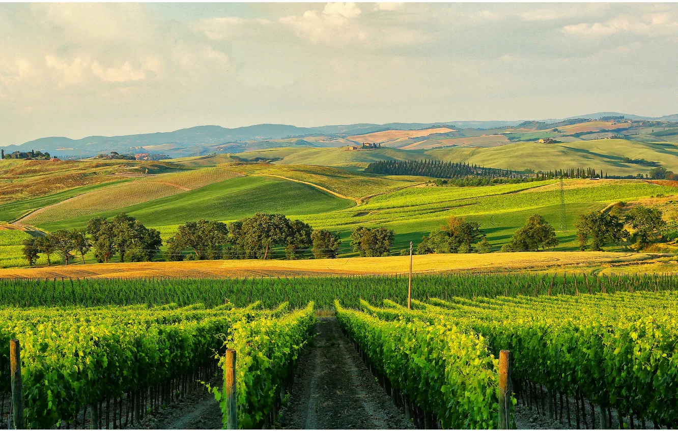 Photo wallpaper hills, home, Italy, Tuscany, in the province of Siena, vinogradniy