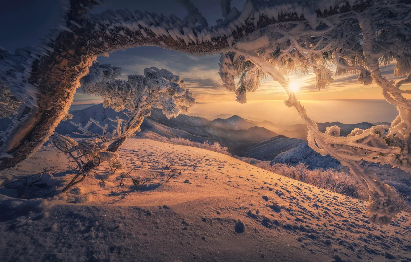 Photo wallpaper winter, the sun, snow, landscape, mountains, nature, tree, pine