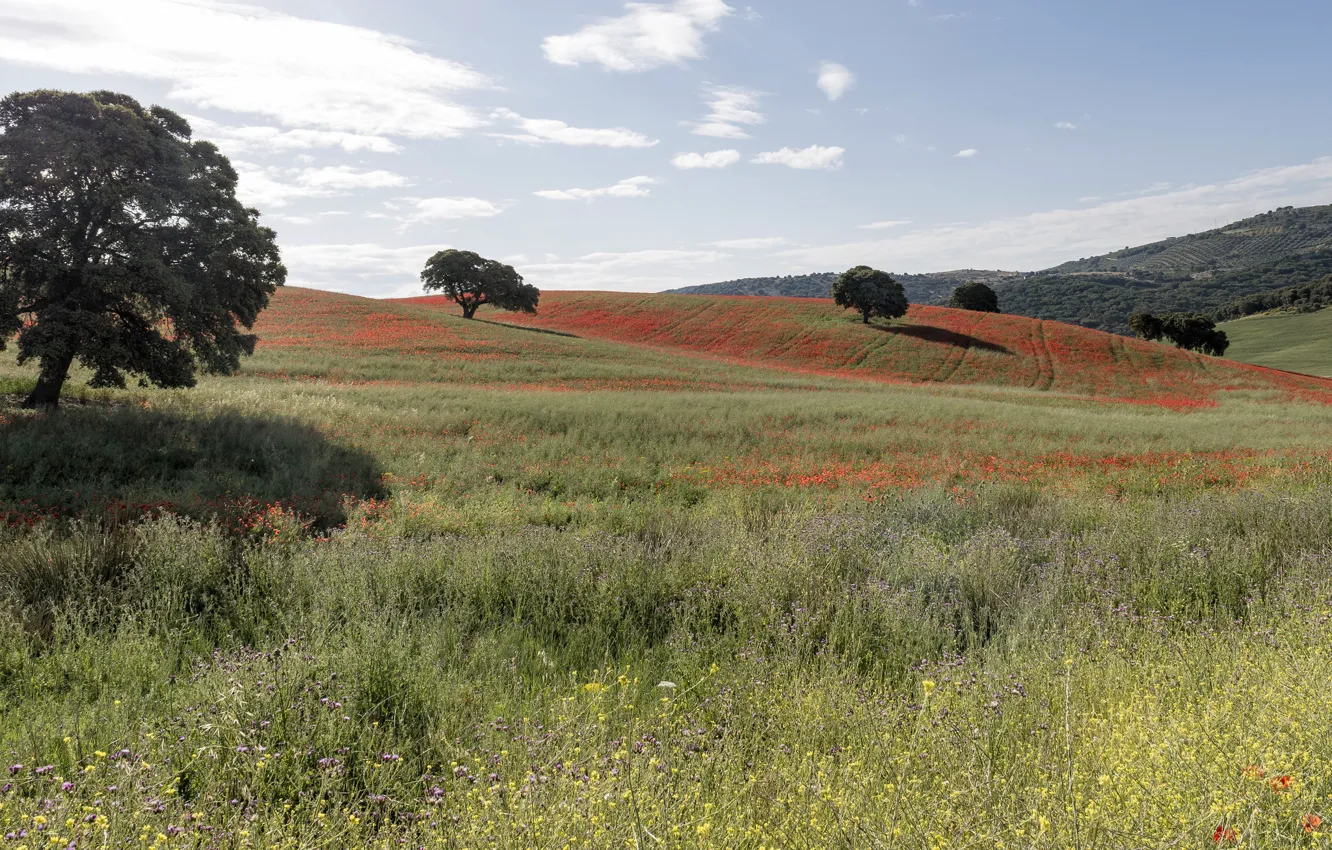 Photo wallpaper summer, the sky, grass, clouds, trees, flowers, hills, Maki