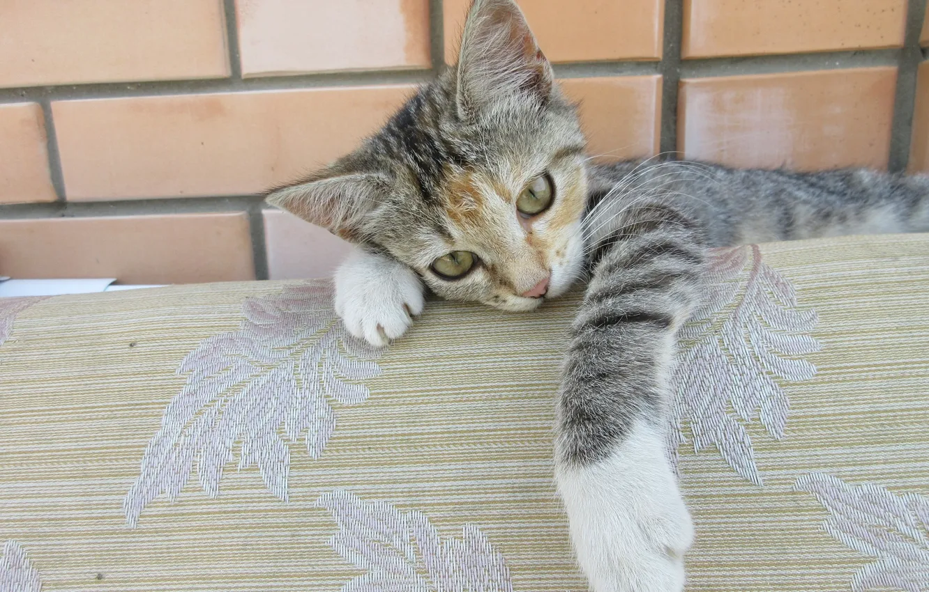Photo wallpaper cat, kitty, kitty
