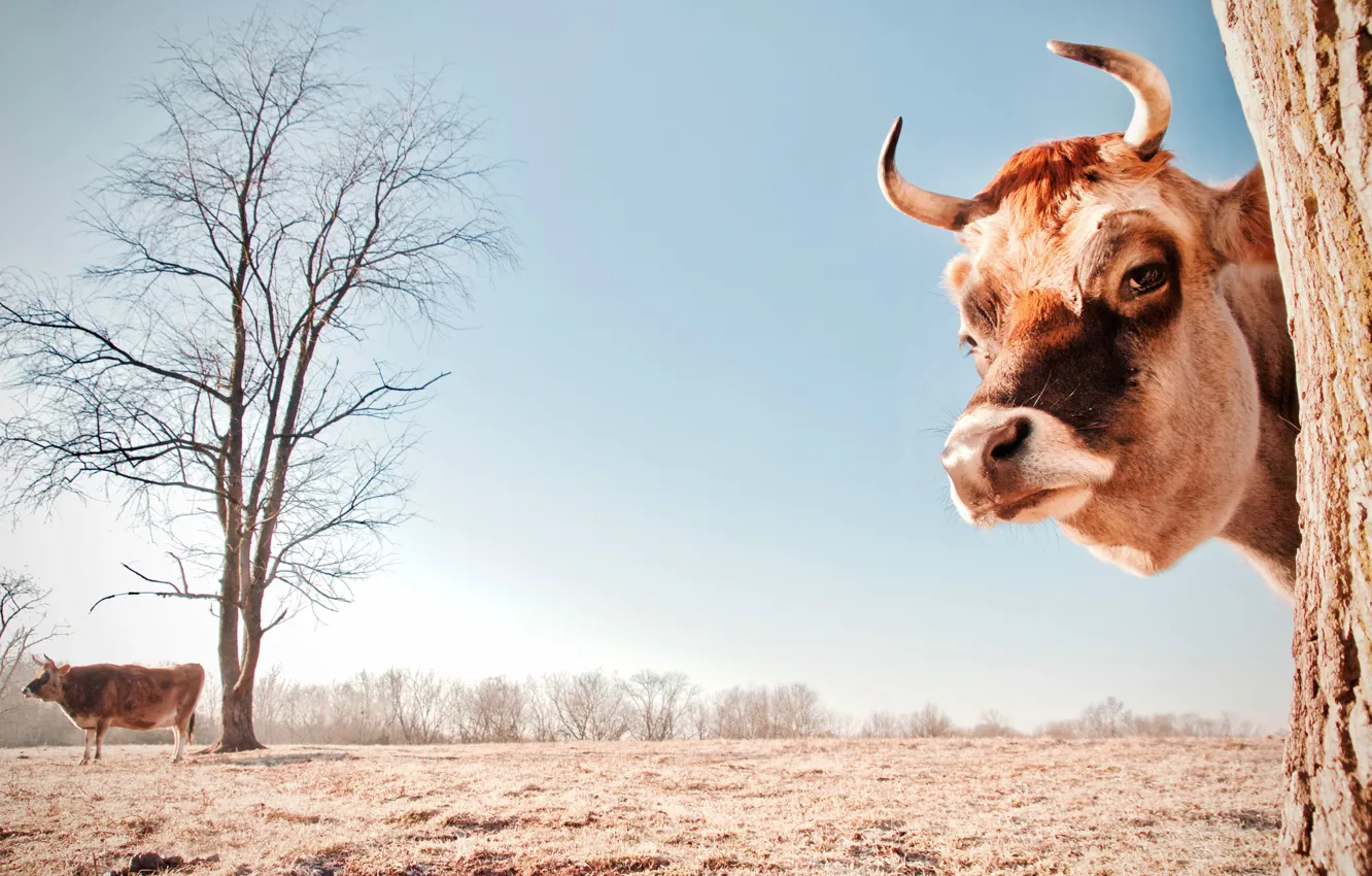 Photo wallpaper field, look, face, tree, cow