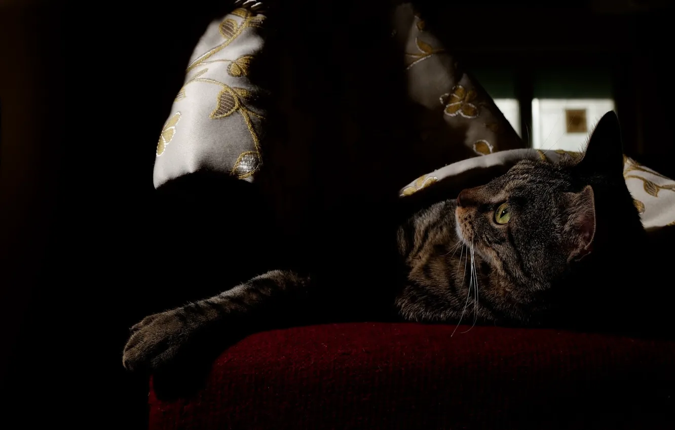 Photo wallpaper cat, cat, look, light, the dark background, sofa, lies, blanket