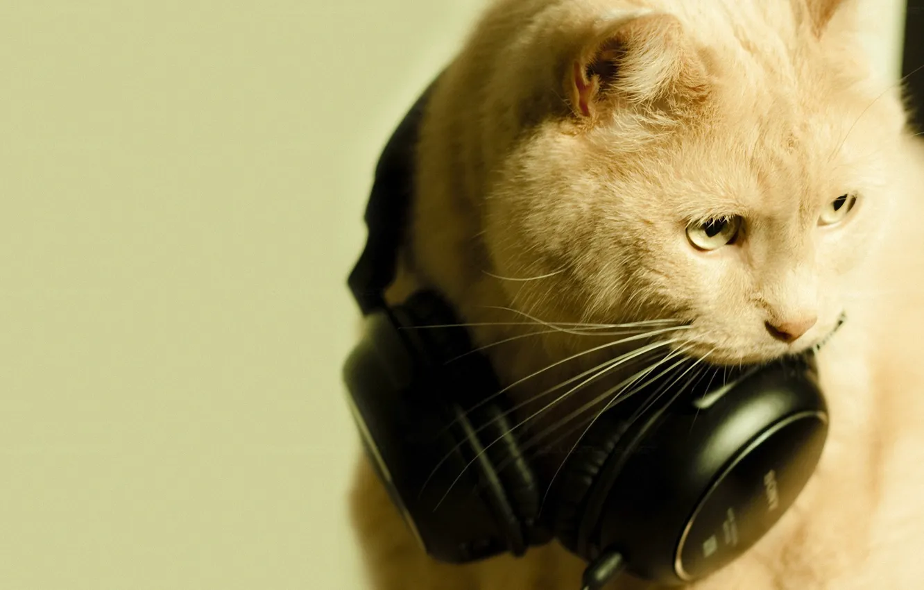 Photo wallpaper cat, macro, headphones