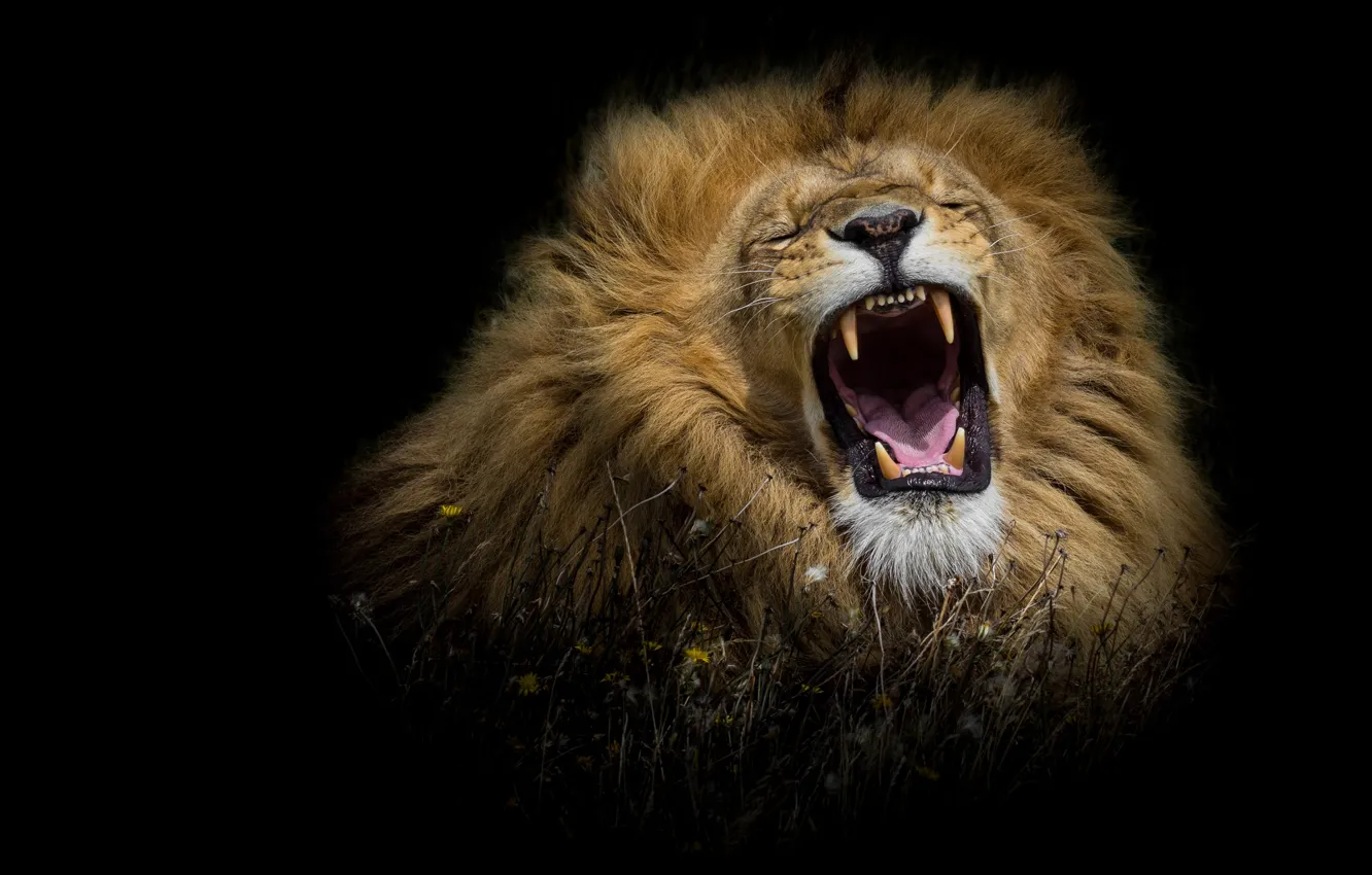 Photo wallpaper language, cat, grass, face, flowers, predator, Leo, king