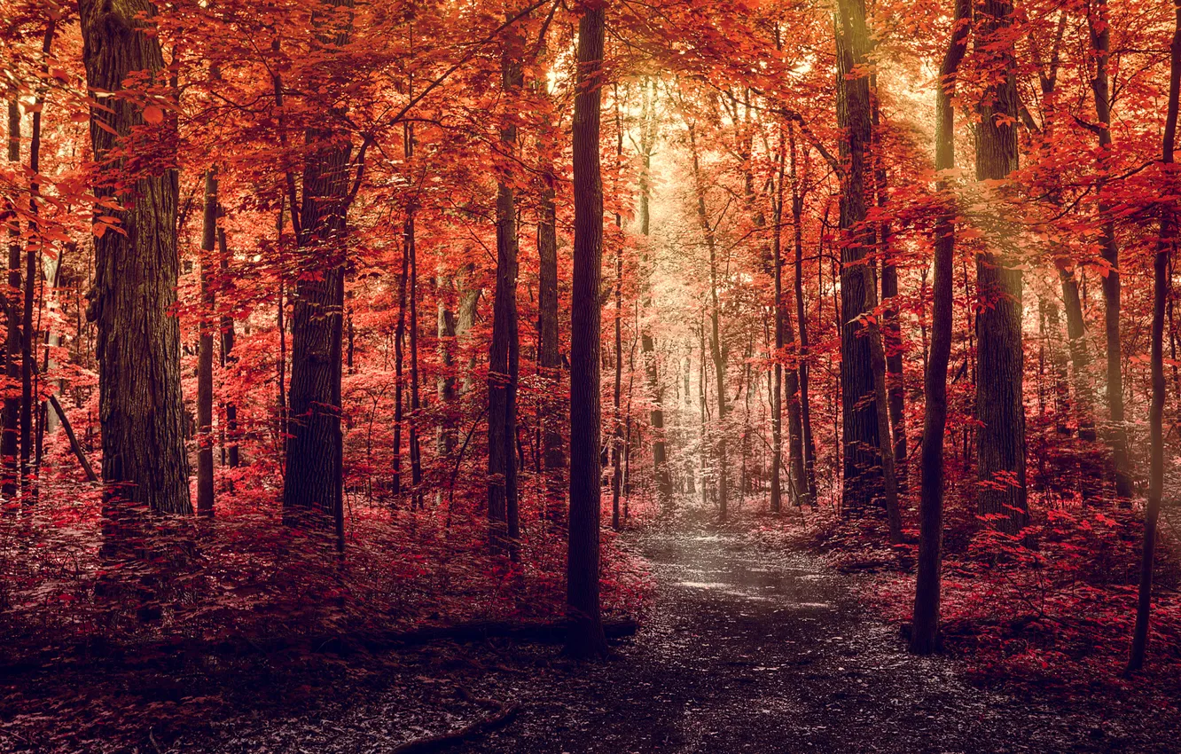 Photo wallpaper road, autumn, forest, leaves, rays, light, trees, nature