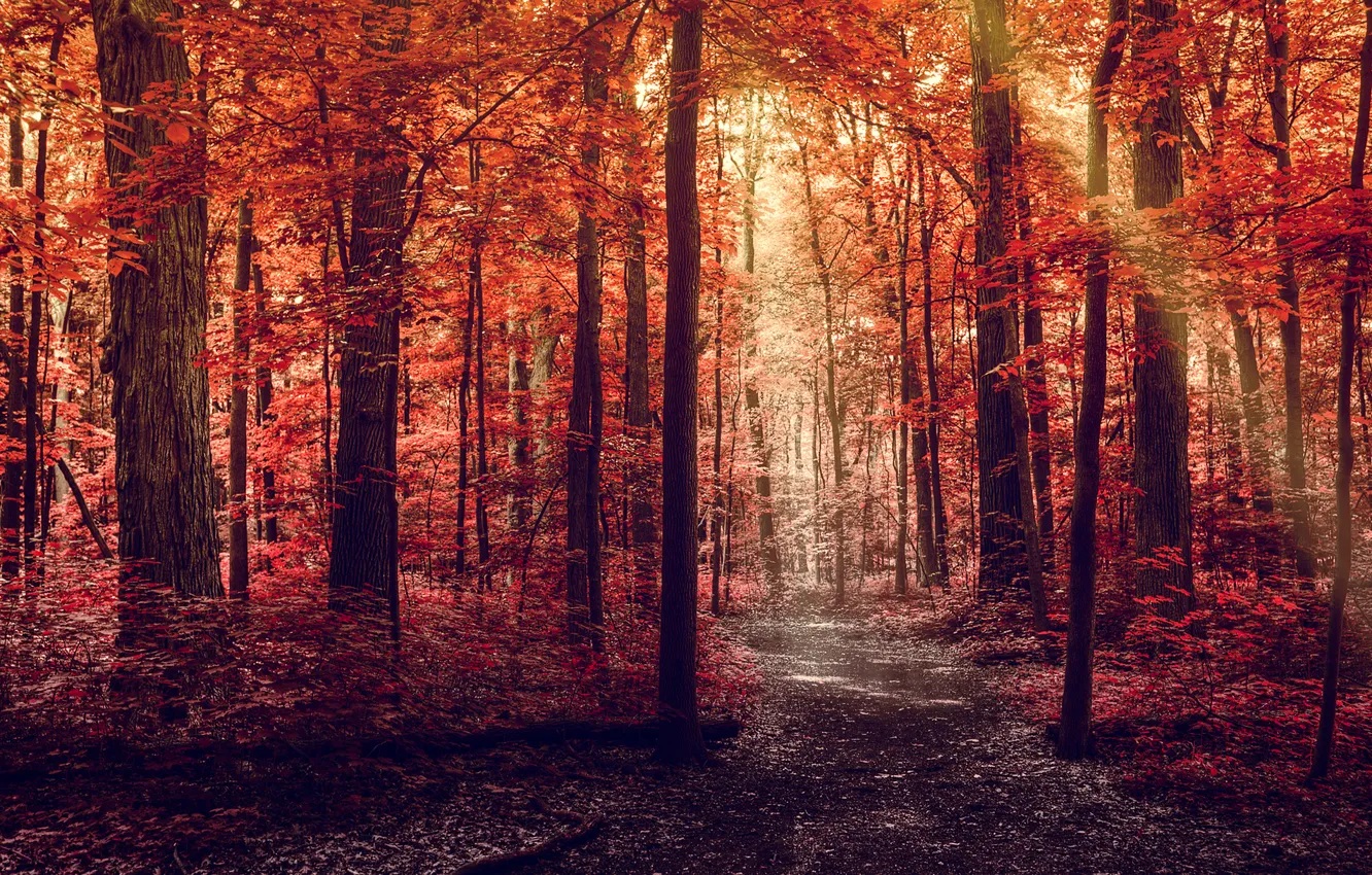 Photo wallpaper road, autumn, forest, leaves, rays, light, trees, red