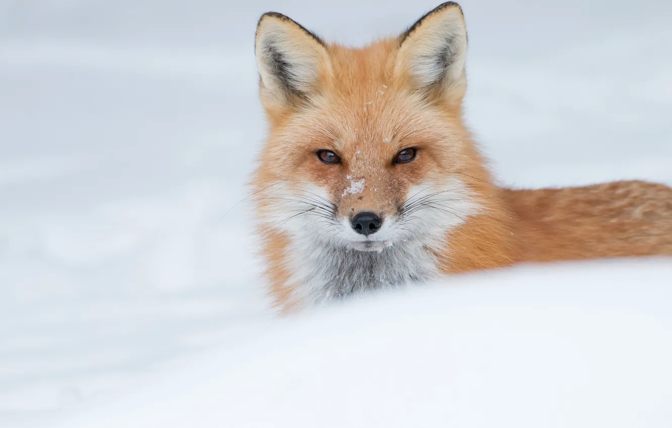 Photo wallpaper winter, look, face, snow, Fox, red