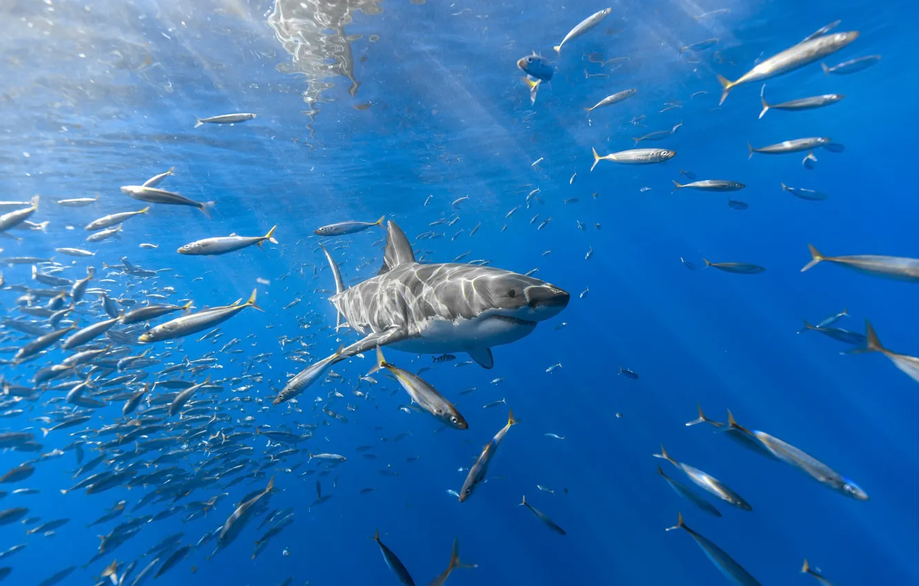 Photo wallpaper sea, fish, shark