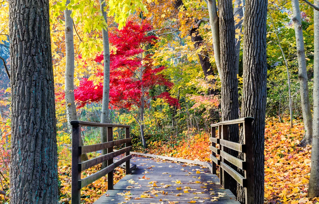 Photo wallpaper road, autumn, forest, leaves, trees, nature, Park, colors