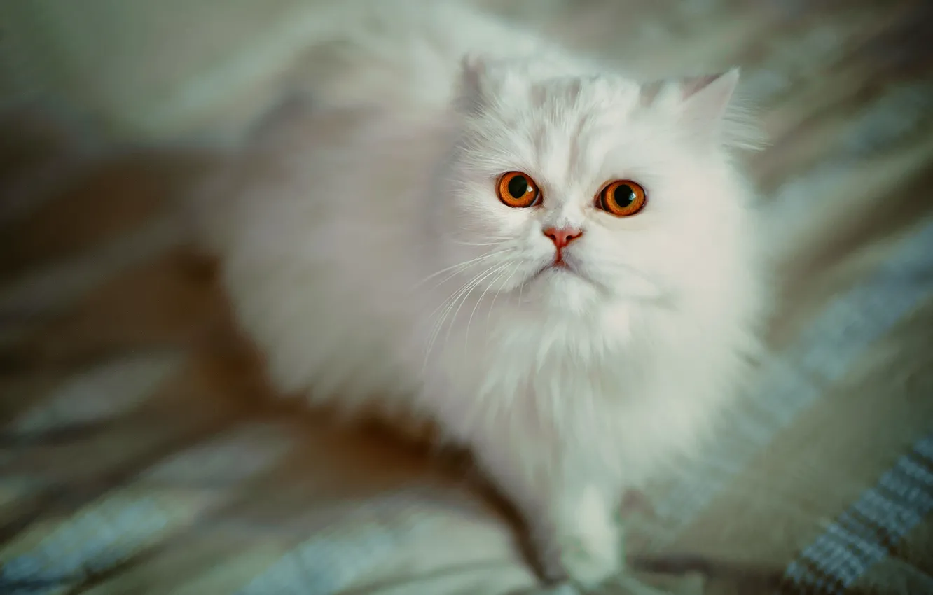 Photo wallpaper cat, look, fluffy, Persian cat, white cat