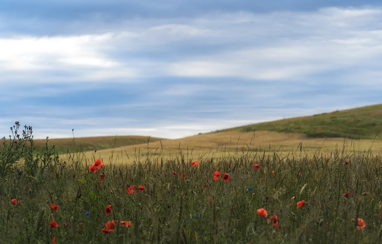 Photo wallpaper field, the sky, Maki