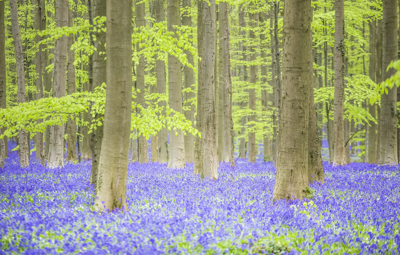 Photo wallpaper forest, light, trees, flowers, nature, glade, spring, bells