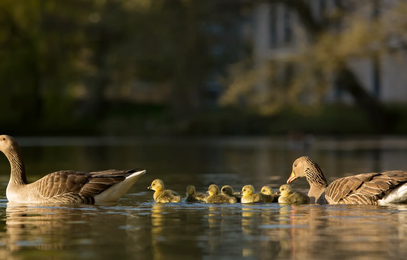Photo wallpaper bird, baby, family, swimming, geese