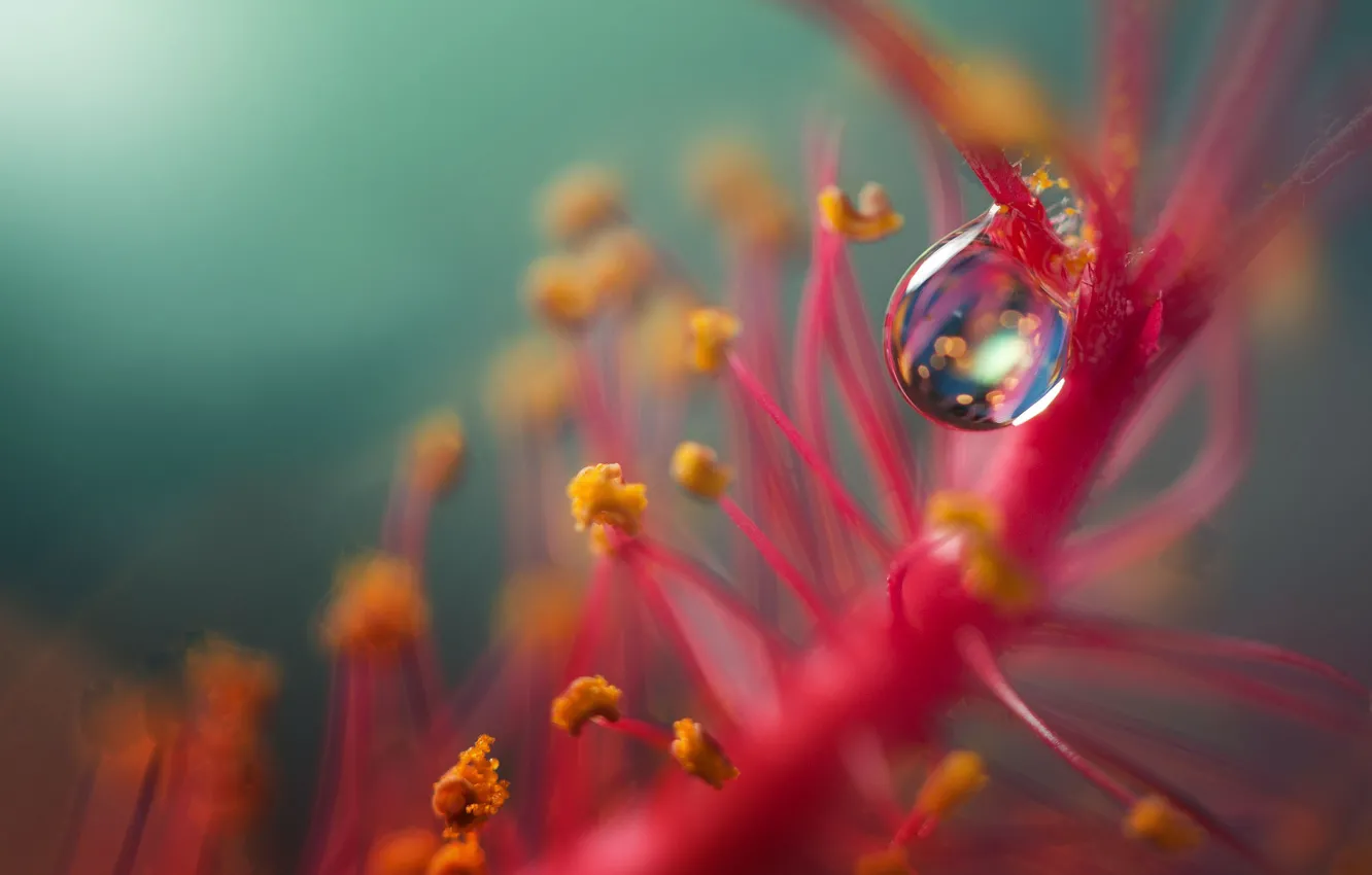 Photo wallpaper flower, background, plant, drop, blur