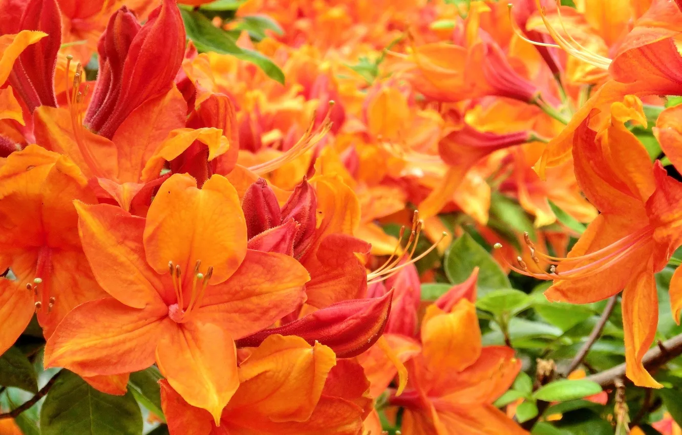 Photo wallpaper flowers, orange, Azalea, rhododendrons