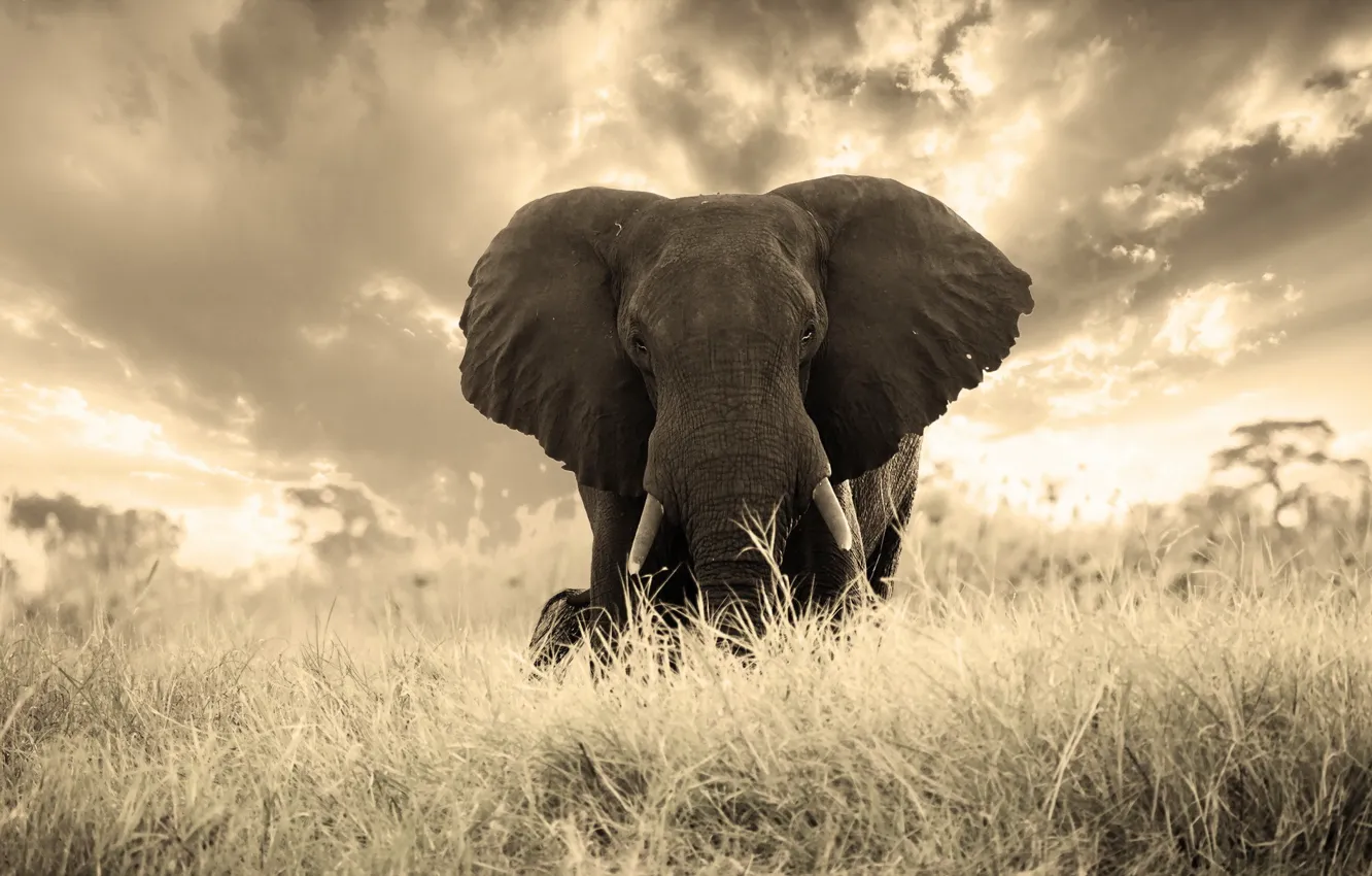 Photo wallpaper nature, background, elephant