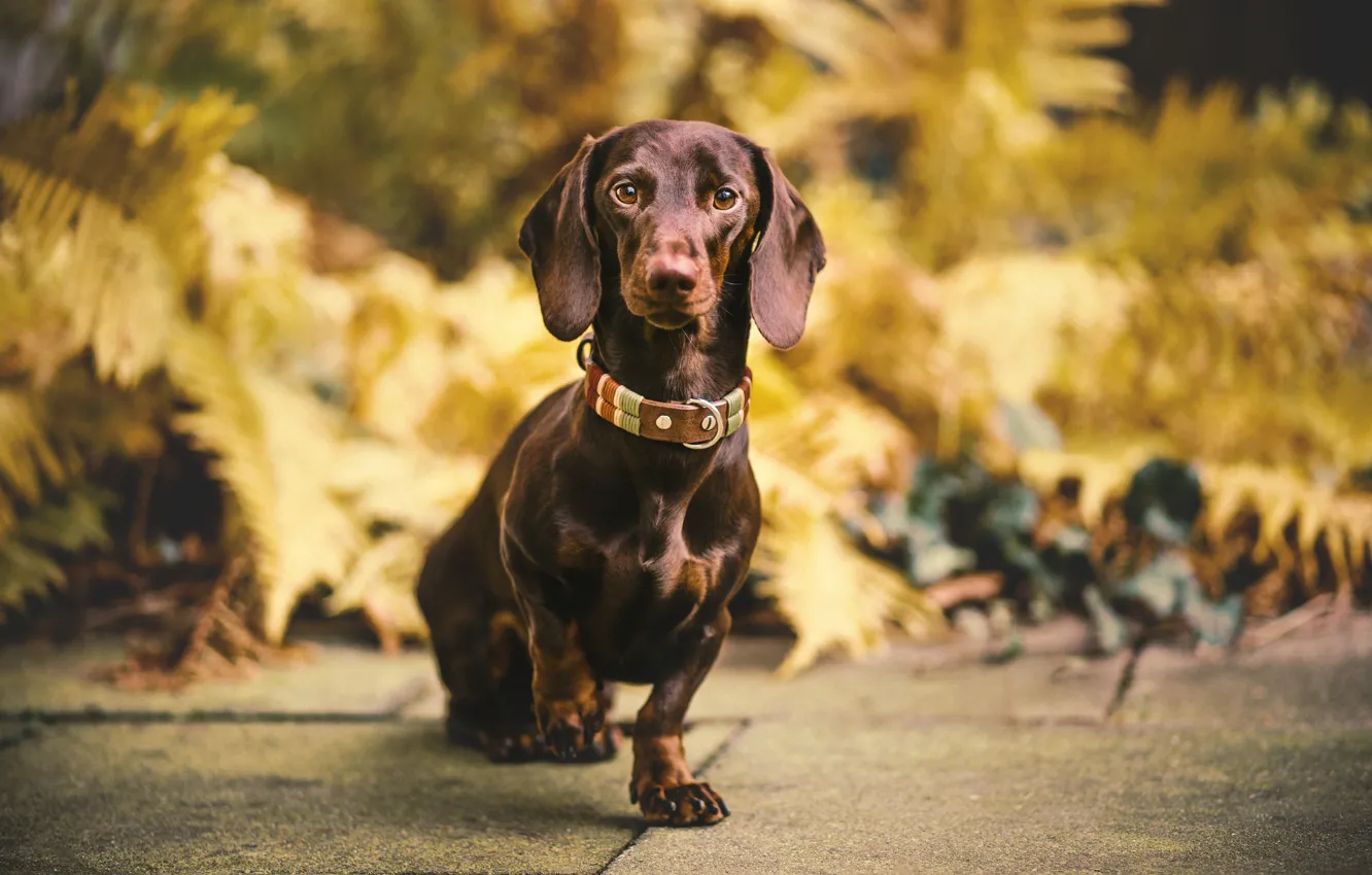 Photo wallpaper look, each, dog