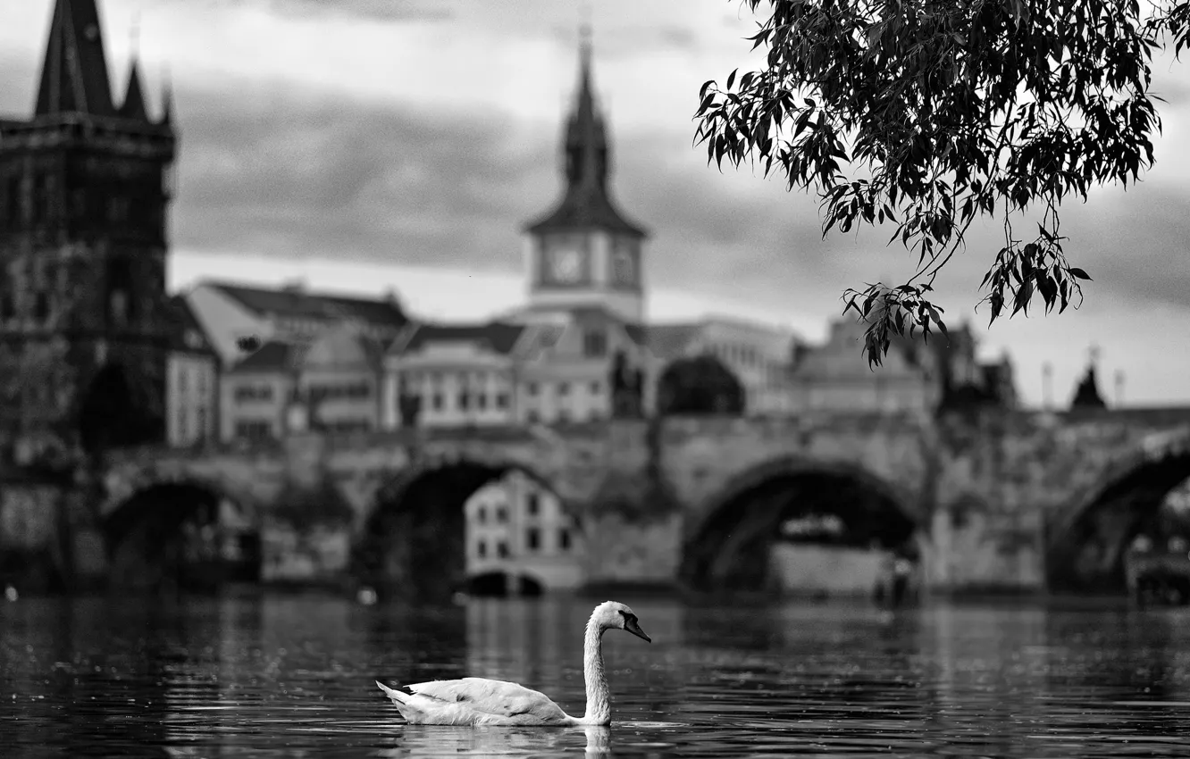 Photo wallpaper swan, river, bridge