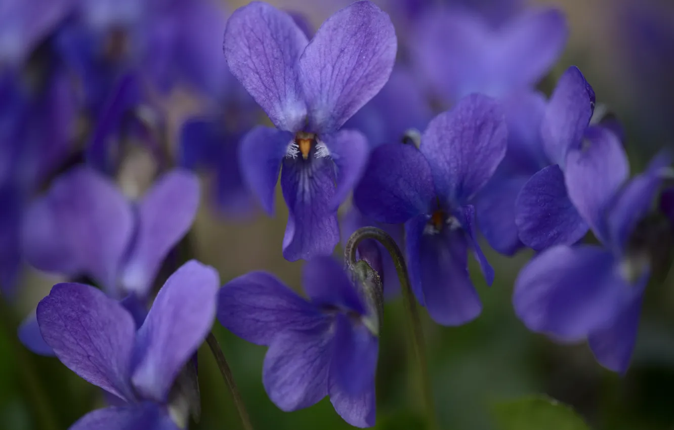 Photo wallpaper flowers, Pansy, lilac, viola