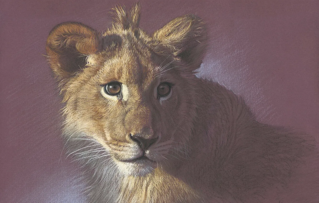 Photo wallpaper portrait, painting, lion, drawing with colored pencils