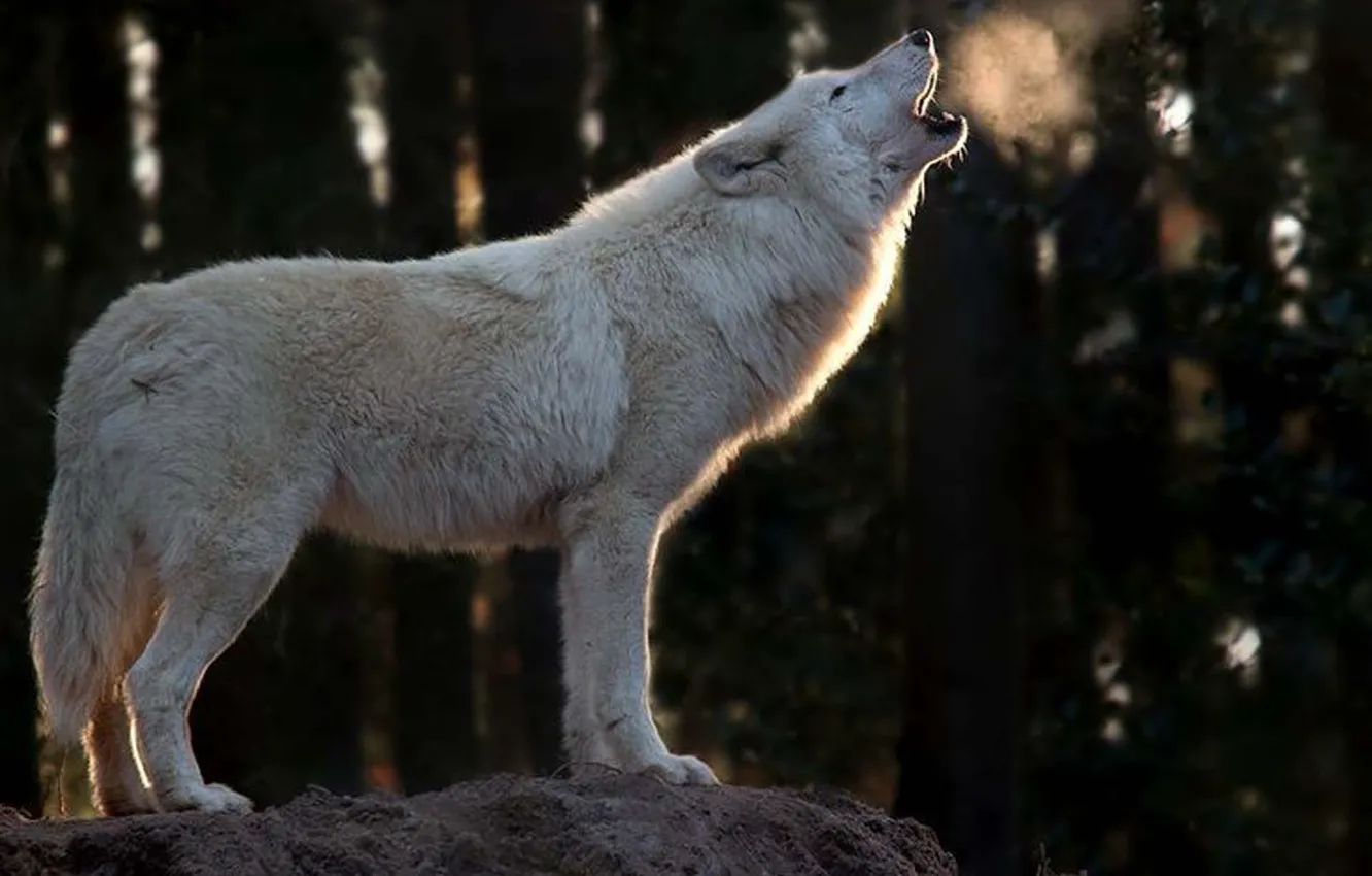 Photo wallpaper Predator, nature, animal, wolf, wildlife, Arctic wolf, portrait., Canis lupus. face • wolf • portrait …