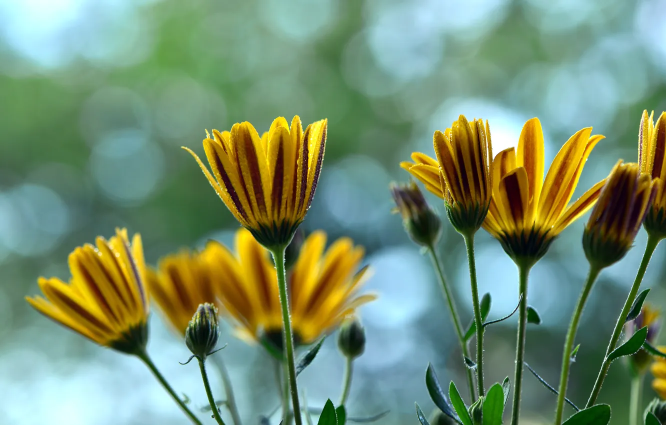 Photo wallpaper drops, flowers, petals