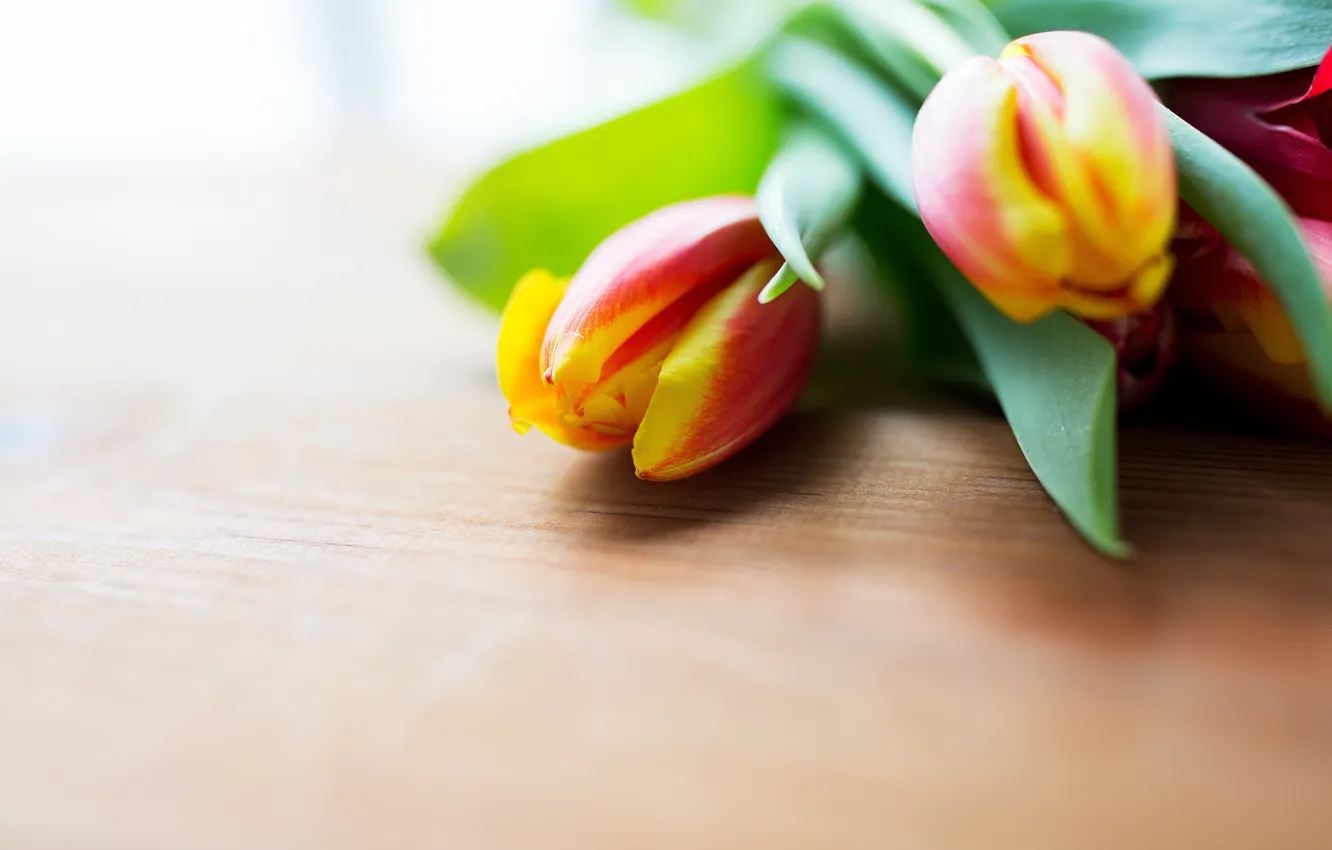 Photo wallpaper flowers, tulips, still life