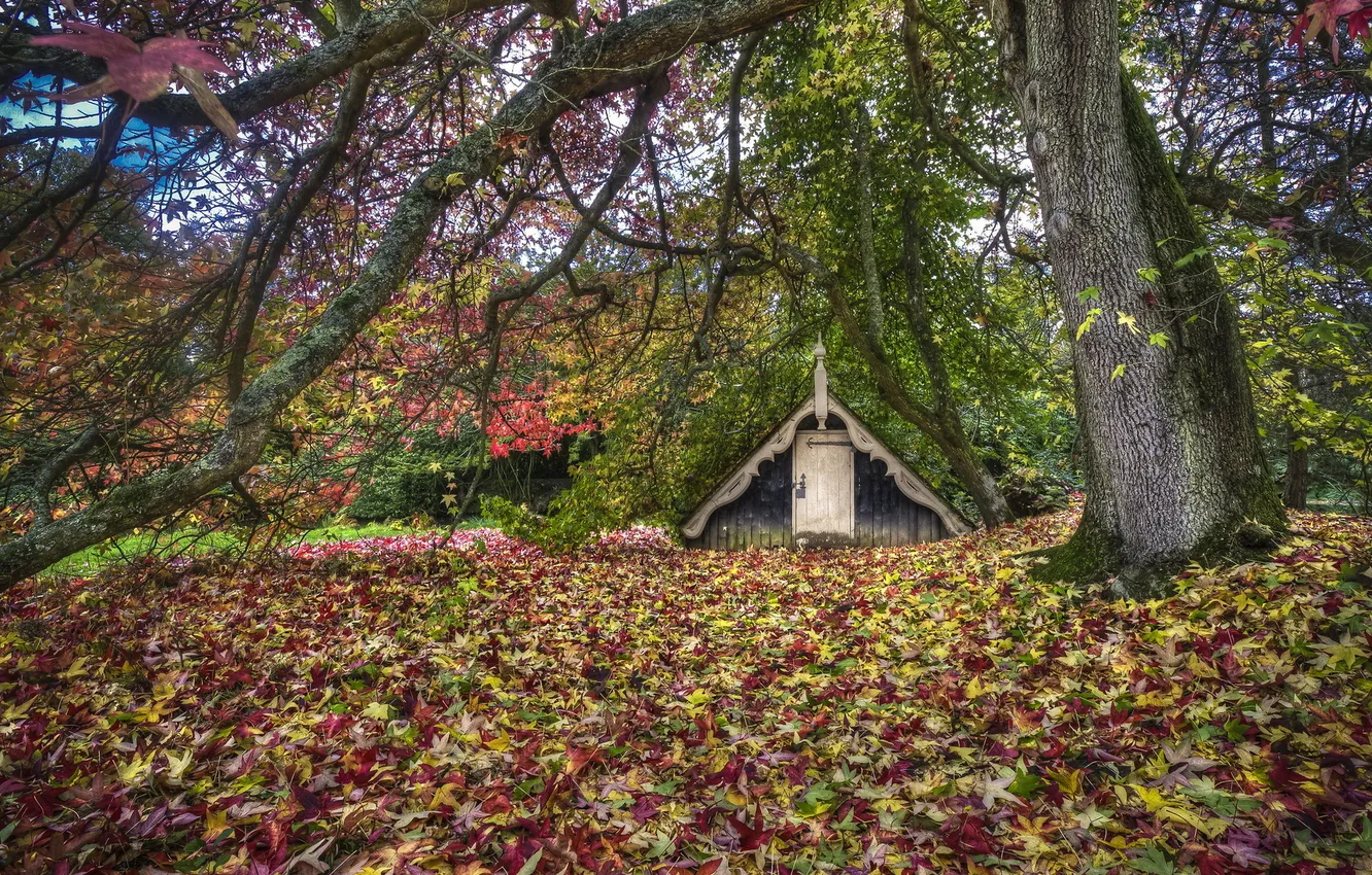 Photo wallpaper autumn, leaves, nature